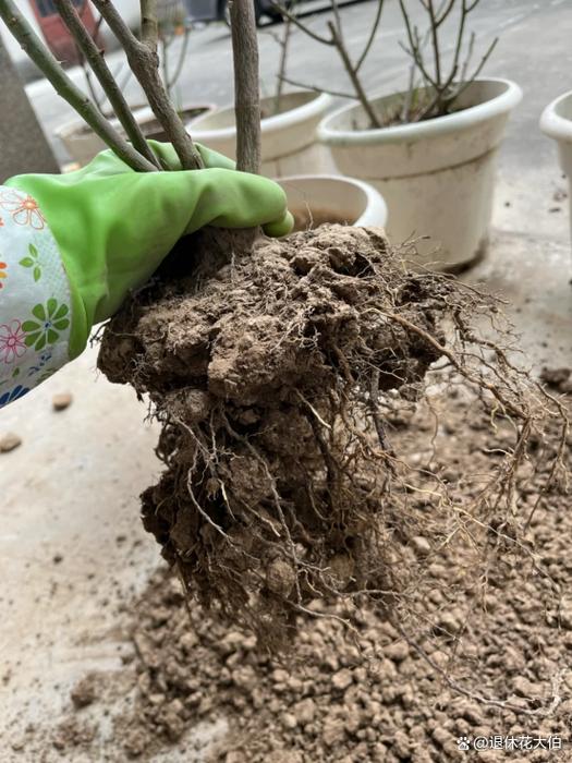 梦幻里增加4%的土系法术吸收率是什么意思