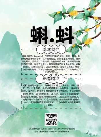 蝌蚪平台的介绍