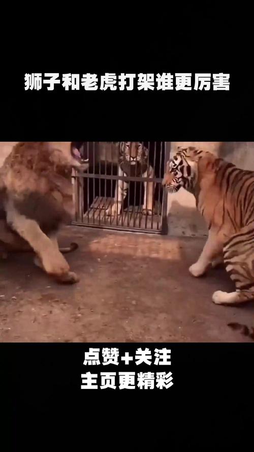 梦到老虎狮子应该都是马戏团里的动物,它们打架并且很凶,见血了,但是人...