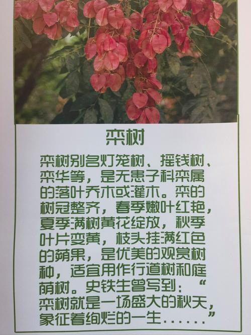 摇钱树是什么意思