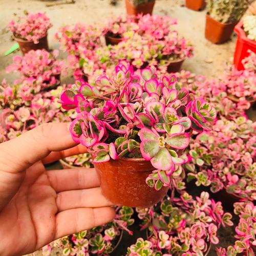 彩马花怎样养植
