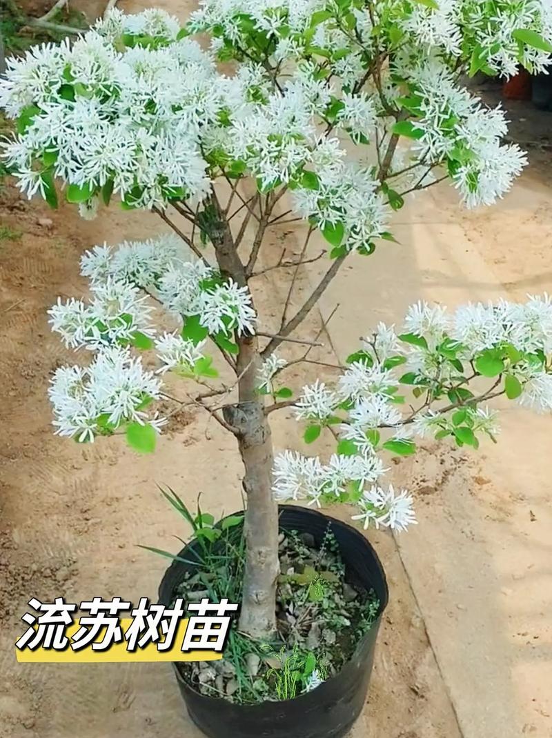 浅说17种珍贵木材,仔细辨析