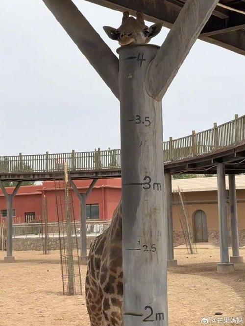 字母z开头单词