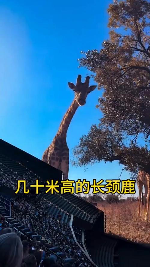 祖鲁动物园游戏介绍