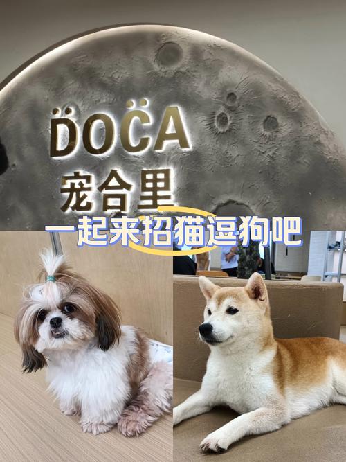 什么叫招猫逗狗?
