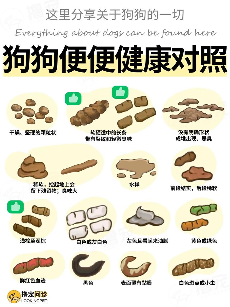 狗狗拉便便的问题