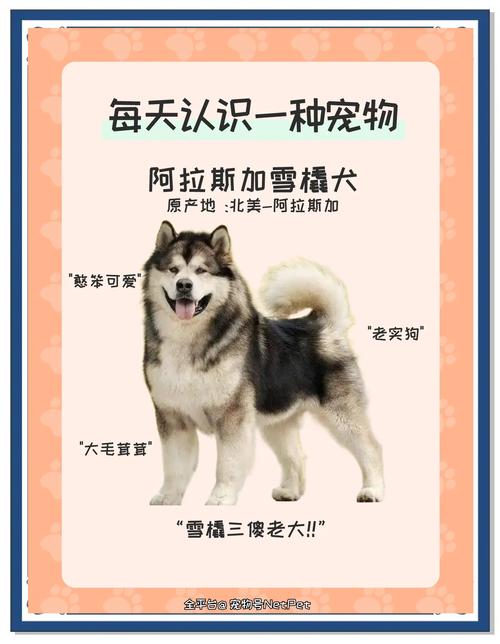 北极大冒险的雪橇犬玛雅是公还是母?是阿拉斯加还是哈士奇?