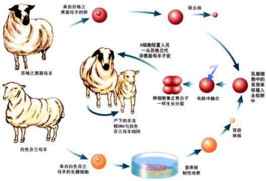 克隆技术是什么技术?