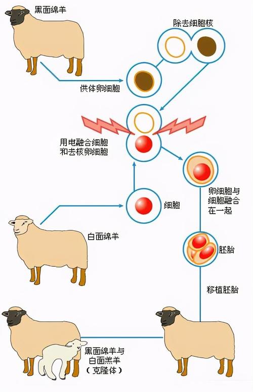 什么是克隆技术???
