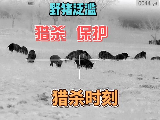 动物之间的猎杀俗称(什么法则)?