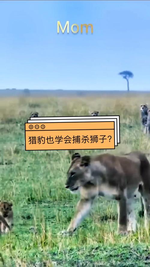 讲一群人被放到一个孤岛上,他们之间互相猎杀,最后有一个人生存下来的...