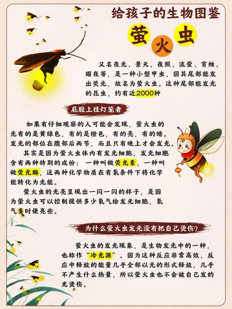 萤火虫是怎么点灯