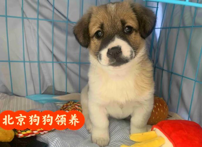 爱心宠物狗游戏简介