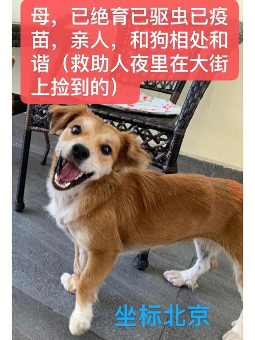 北京顺义宠物市场在哪
