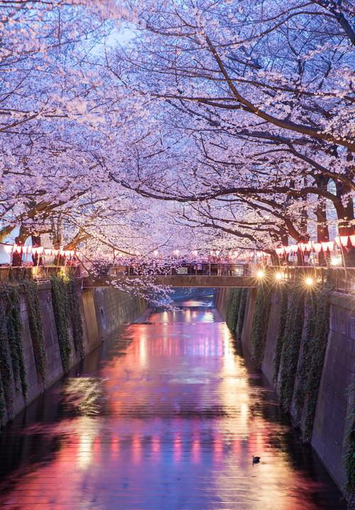 樱花街道的概述
