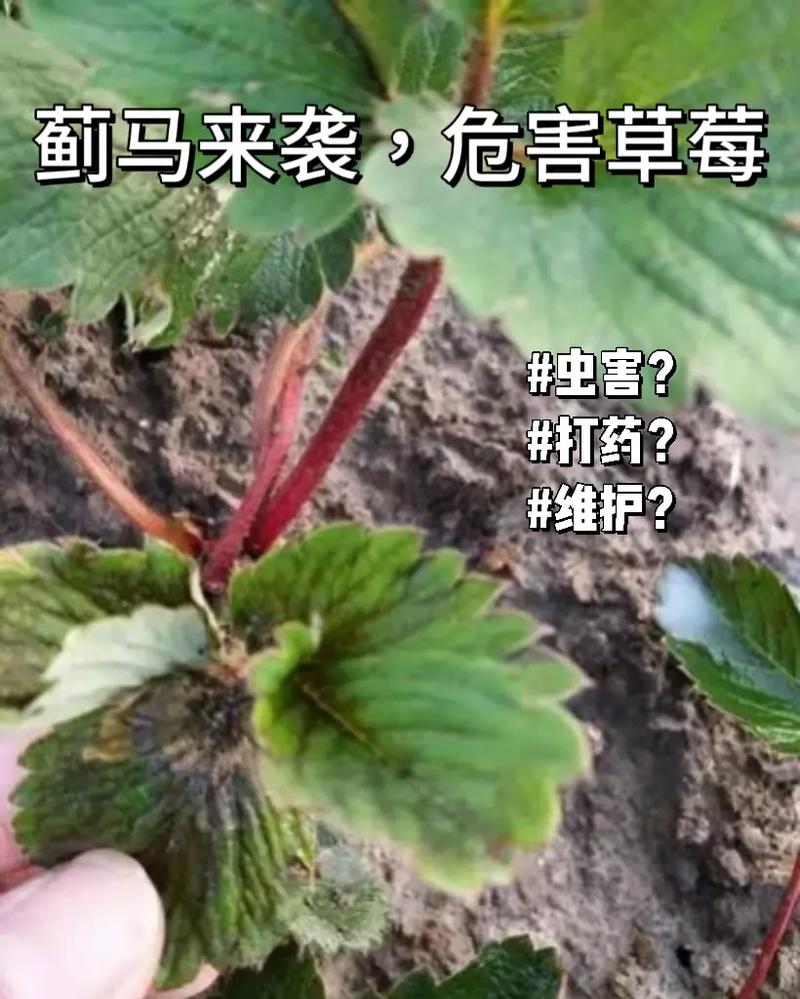 求塔防单机游戏