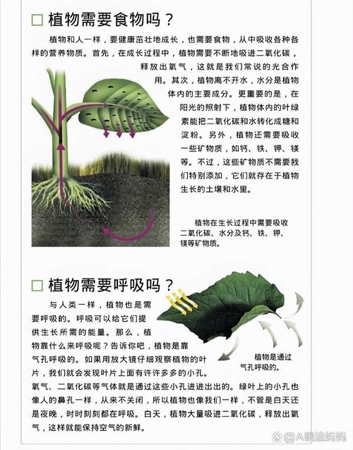 早晨的树林作文