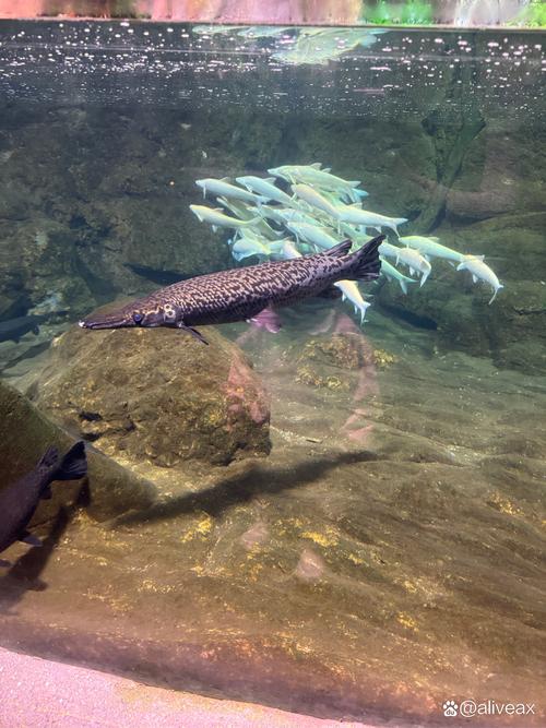 怪怪水族箱里的动物都什么功能?