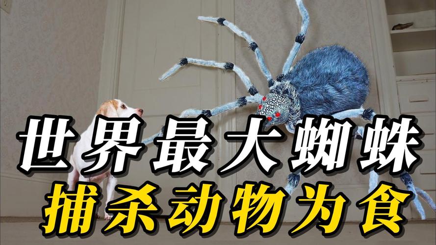盘点玩家钟爱的法师宝宝,巨型多角虫人气第一