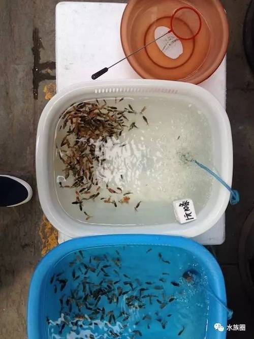 北京水族市场有哪些