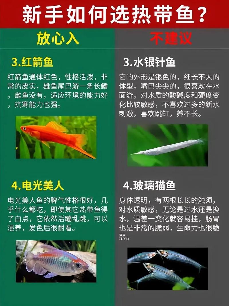 热带鱼小商店2操作指南
