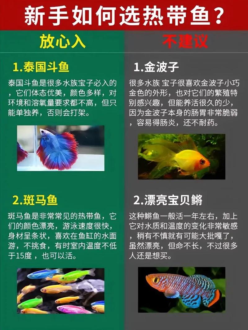 热带鱼商店2游戏评测