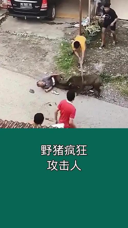 日本野猪闯进校园试图对人类发动攻击?