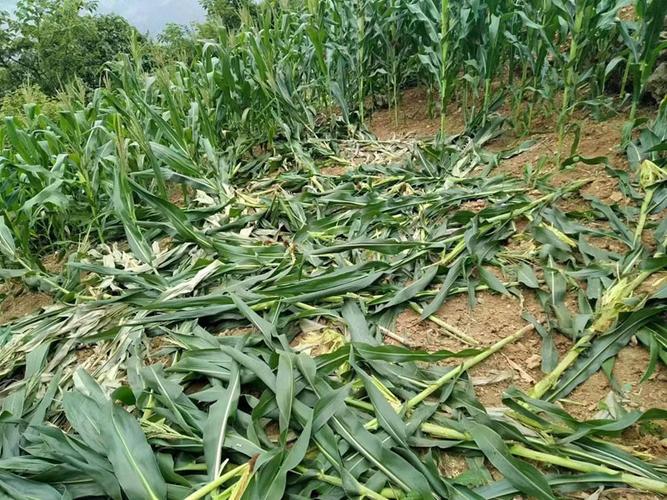 为什么野猪喜欢在下雨天到玉米地里糟蹋玉米
