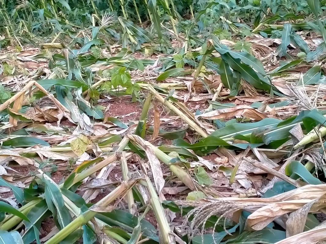 荒野大镖客2诱饵放哪