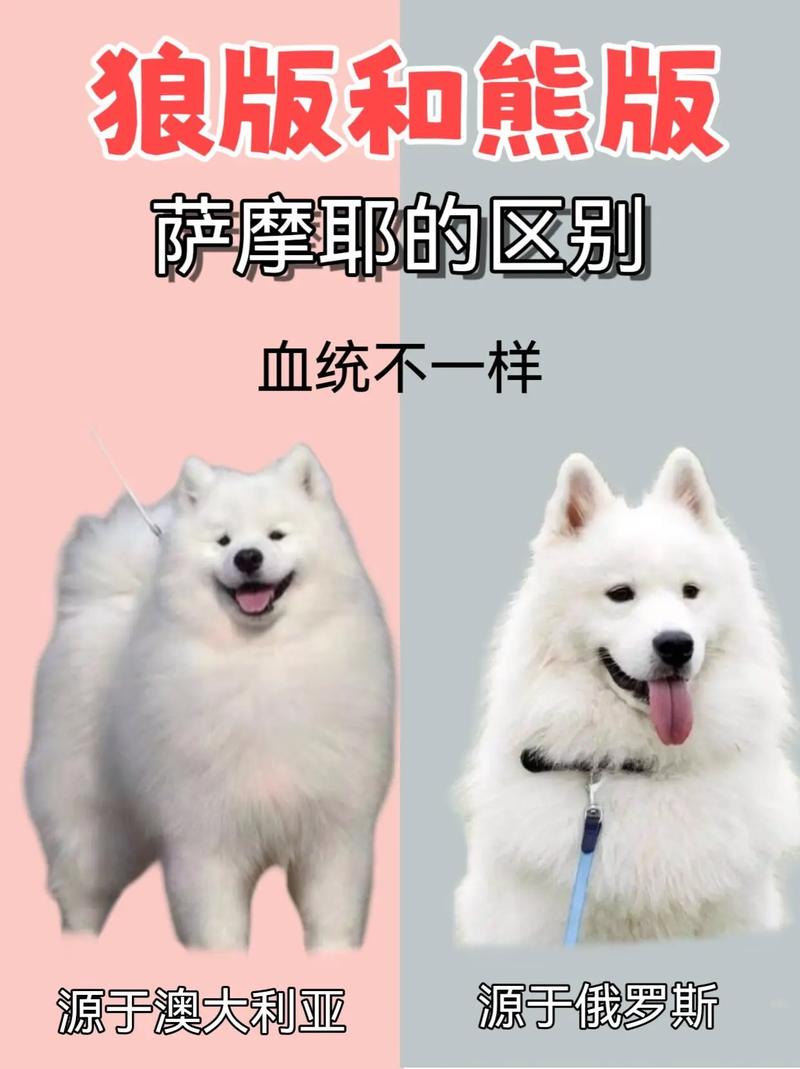 萨摩耶和大白熊犬有什么区别
