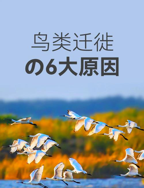什么动物季节一变换就迁徒??