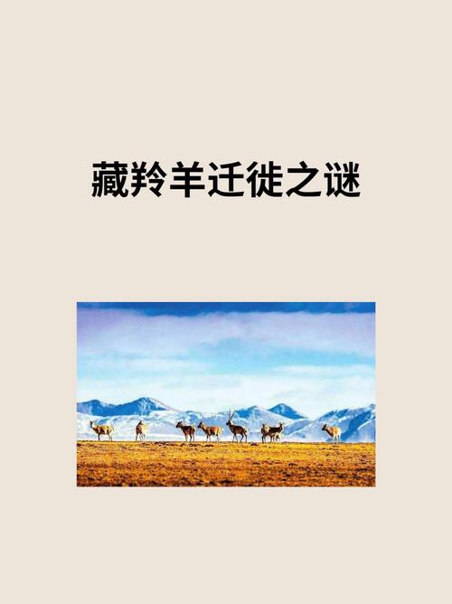 动物大迁徒游戏评测