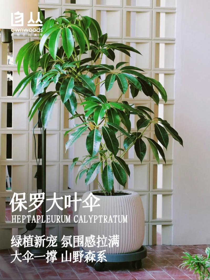 叶子保护伞怎么放比较好