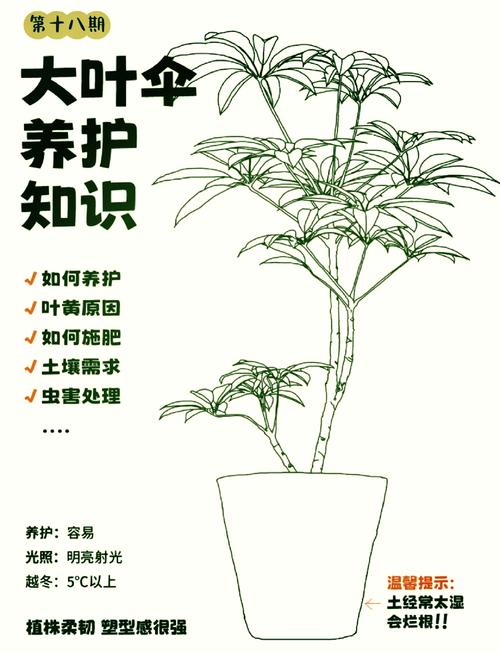 叶子保护伞要多少阳光
