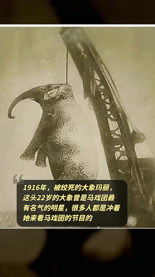 荒野大镖客2玛丽结局