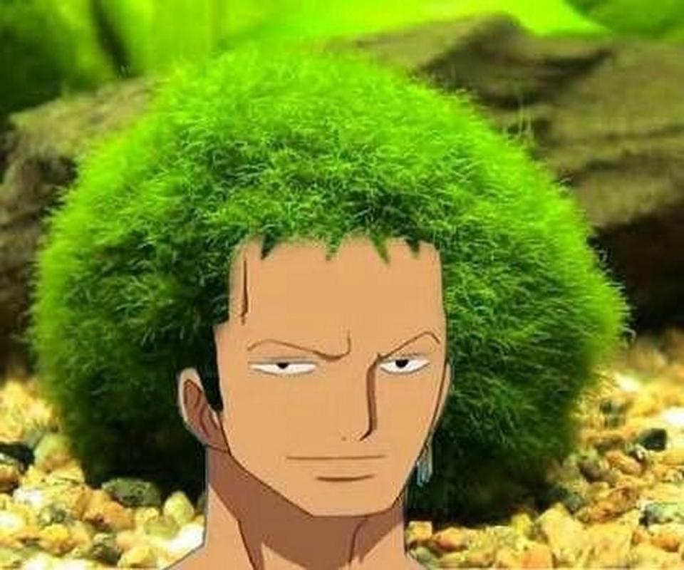 海贼王里那个绿头发的叫什么