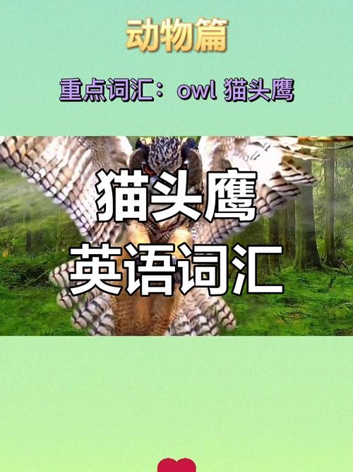 英语里猫头鹰叫什么?